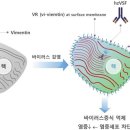 이뮨메드 '항바이러스신약' 국내산 첫 치료제 될까 이미지