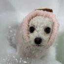 편안한댕 이미지