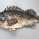 어류도감 이미지