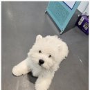 부산강아지분양 유독 이미지