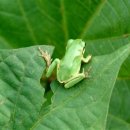 청개구리 이미지