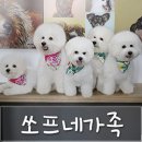 비쇼네 이미지