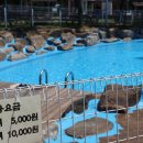 성보촌야외수영장 이미지