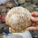 더가리비 이미지