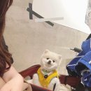 몽스어필 | 몽스어필 강아지 패딩조끼하네스 내돈내산구매후기.