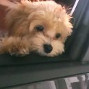 세림동물병원 이미지