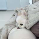 안양유지사료 | ~38w0d 눕눕 임산부의 일상 기록🤰, 준비 완료 💓