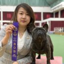 4월 안성도그쇼 라온 프렌치불독 BEST OF BREED, BEST IN GROUP 4 이미지
