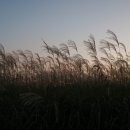 하늘공원 이미지