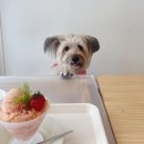피우 - 성남시 중원구 산성대로472번길 8-1 | 서울 망원 애견동반카페 피우커피 방문후기