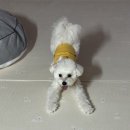 견수저 이미지