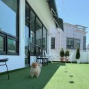 노원월계동물약국 | 애견동반 월계 브런치카페 도고