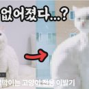 고양이산책 _ 집사 초보자도 쉽게 할 수 있는 고양이미용 이발기 추천 !