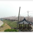 낙동강제방(강서30리벚꽃길) 이미지
