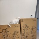 작은마을 | 고양이 캣타워 퍼르르펙트 산토리니작은마을 내츄럴 직접조립 사용후기