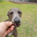 개스키라빈스 이미지