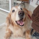 닥터에이스 동물병원 이미지