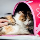 시흥24시센트럴동물의료센터 이미지