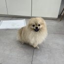 깡아지미용실 이미지