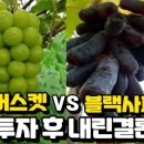 핑거하우스