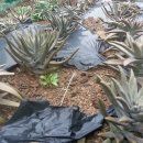 솔골농장 이미지