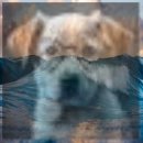 와우동물병원 이미지