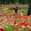 파로호로 이미지