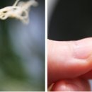 콩달래 이미지