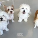 하울팟 한남점 이미지