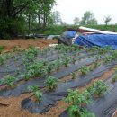 예담농장 이미지