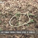 시골국수 이미지