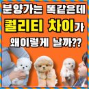 힐스템생활건강(대실지점) | 포항강아지무료분양 추가금 없이 건강한 테디럽