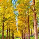 중앙로 메타세콰이아길 이미지