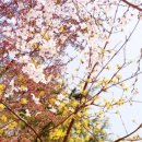 송현공원로 이미지