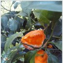 가영농장 이미지