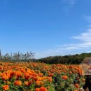 백설애견 이미지