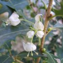 나무향기 이미지