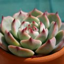 이쁜손톱 이미지