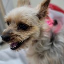 부자동물병원 이미지