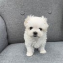 댕냥구리 강아지분양 고양이분양 구리본점 이미지