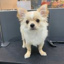 루루애견 이미지