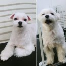 도담도담펫살롱 이미지