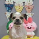 복돌이네애견샵 네이버블로그