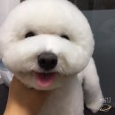 오늘은 특별하개 이미지