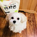 하나누리 | 수제사료/반려견 사료 추천/닭고기&amp;칠면조/1kg/하나누리/후기/말티즈 사료/천연사료/강아지 알레르기