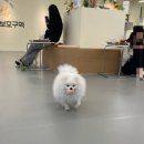 댕린이 보호구역 이미지