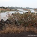 식산봉의 황근자생지 및 상록활엽수림 이미지