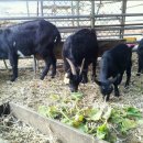 양지단비사슴농장 이미지