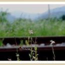 아우라지역 이미지