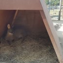 경상북도 야생동물 구조관리센터 이미지